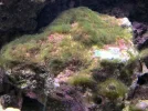 algae.webp
