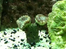 Trumpet Coral.webp