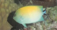 Blackspot Angelfish Female.webp