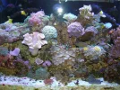 11-21-2013 corals forsale (60).webp