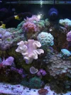 11-21-2013 corals forsale (64).webp