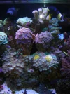 11-21-2013 corals forsale (65).webp