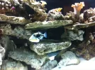 Tank Photo 1.webp