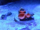 Sun Coral .webp