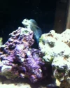 Lawnmower blenny.webp