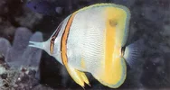 Margined butterflyfish.webp
