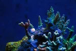 Coral Garden 1-A.webp