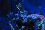 Coral Garden3-A.webp