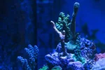 Coral Garden4-A.webp