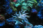 Coral Garden5-A.webp