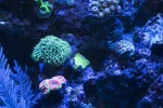 Coral Garden6-A.webp