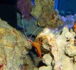 12 25 13 02 SCARLET SKUNK SHRIMP.webp