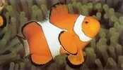 Ocellaris Anemonefish.webp