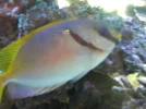 store reef 058.webp