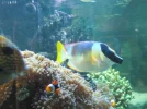 store reef 047.webp