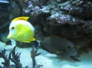 store reef 084.webp