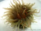 rockanemone.webp