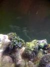 Frogspawn.webp