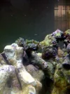 frogspawn3.webp