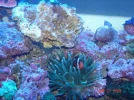 Fish Tank 002A.webp