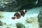 clownfish s.webp