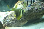 george - yellow tang s.webp