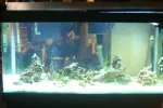 whole tank flash off s.webp