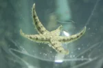 sand sifting starfish s.webp