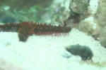 red starfish on the move s.webp