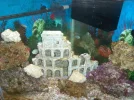 fish tank July 4th.webp