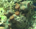 GreenShrooms3.webp