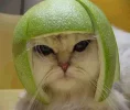 limecat2.webp