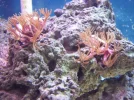 pipe organ coral frag.webp