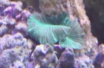 green stripe mushroom coral.webp