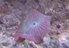 red striped mushroom coral.webp