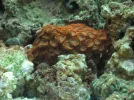 FlamePolyp3.webp