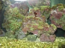 coral 001.webp