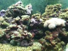 my tank 045.webp