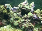 my tank 033.webp