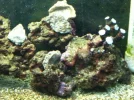 my tank 035.webp