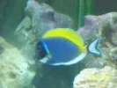 Powder Blue Tang.webp