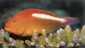 Arc eye hawkfish.webp