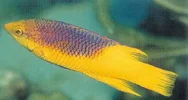 Spanish Hogfish.webp