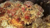 Spotted Scorpionfish.webp