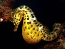 Hippocampus Abdominalis.webp