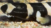Brownbanded Bamboo Shark.webp Brownbanded Bamboo Shark.webp