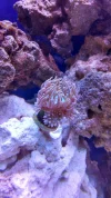 Duncan coral.webp