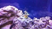 Green Birds Nest coral.webp