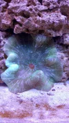 Haddon's Carpet Anemone.webp