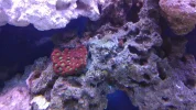 Red and Green War coral.webp